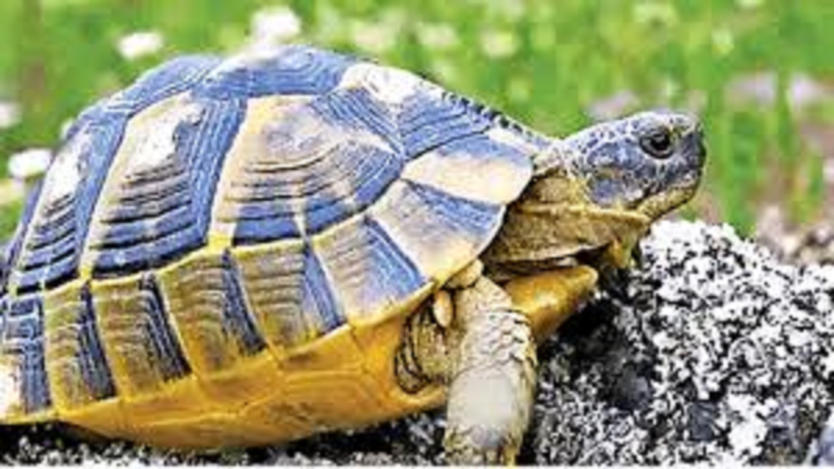 prayagraj turtle sanctuary eco sensitive zone scope to shrink to be demarcation
