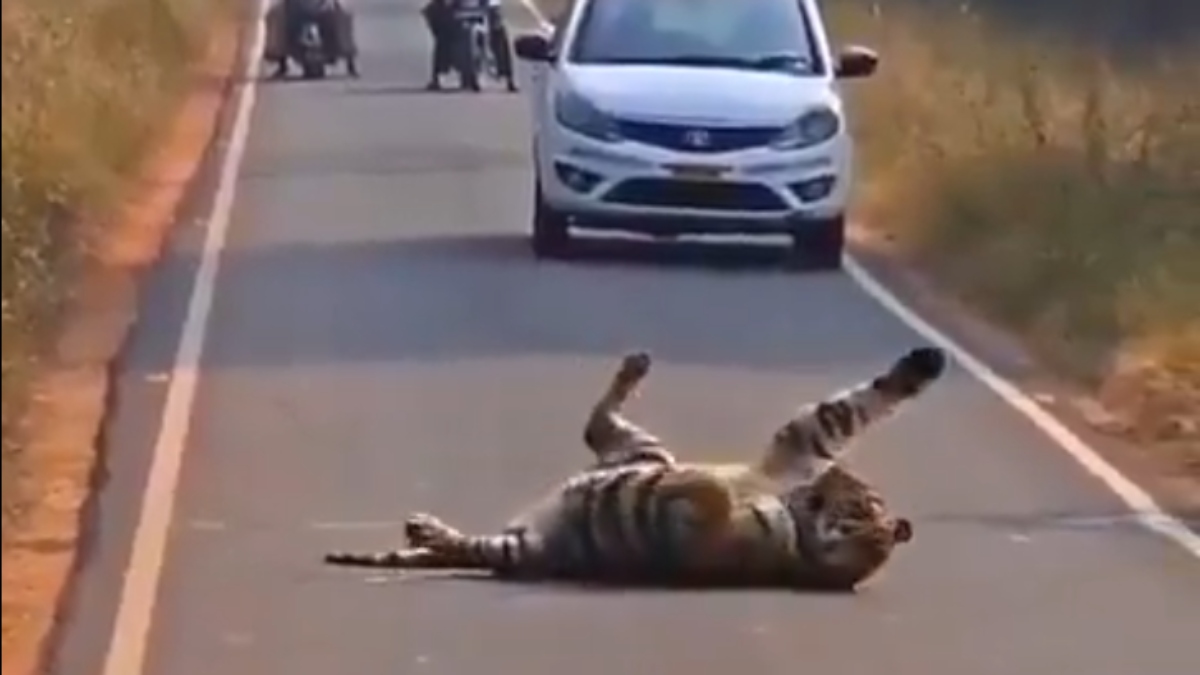 tiger blocks road viral video of tiger playing on road causes traffic jam