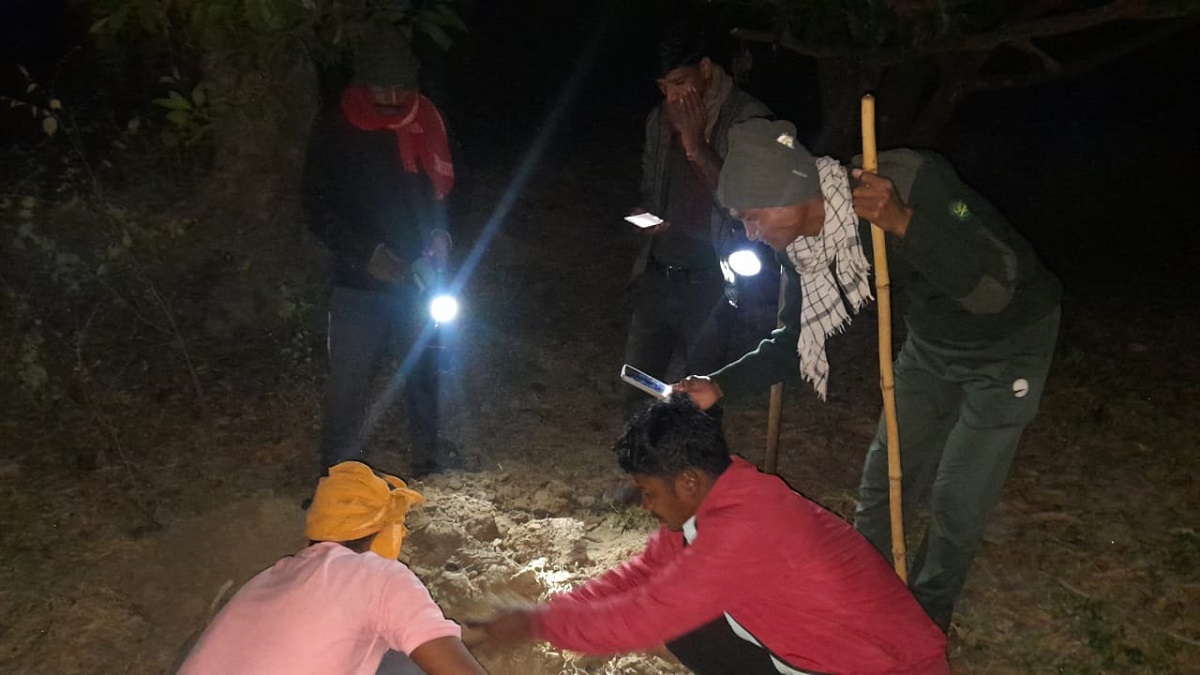 tiger attack in west champaran tigress kills goat spreads fear