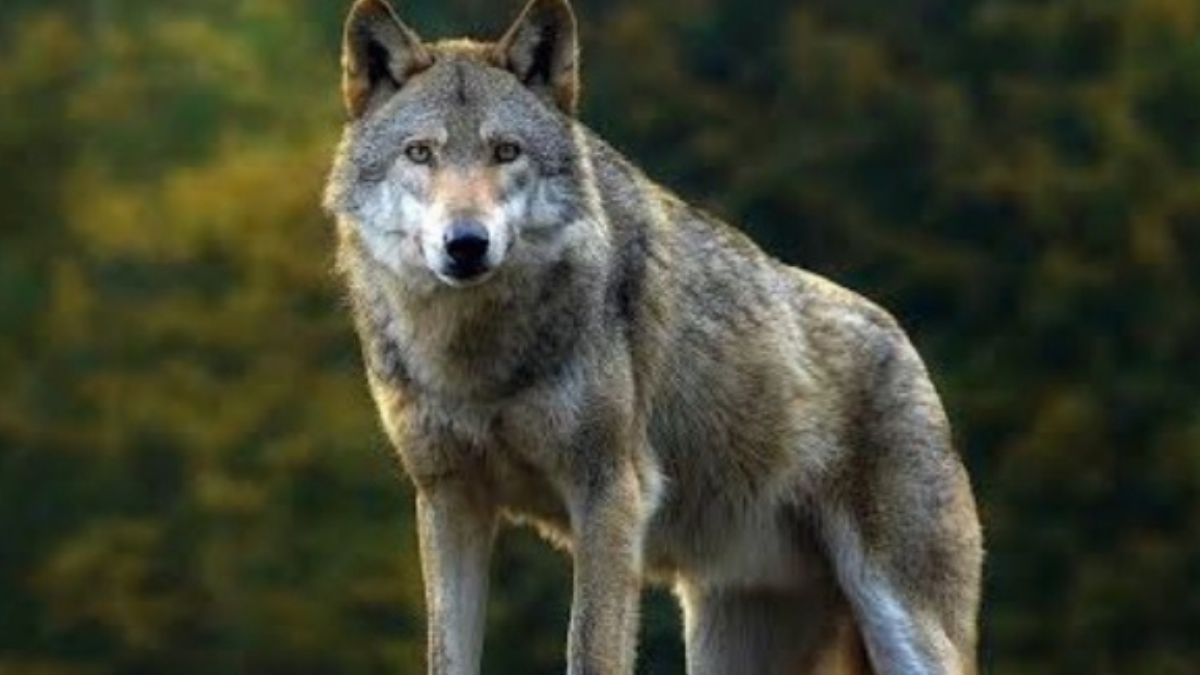 wolf attacks girl in bahraich fear grips village