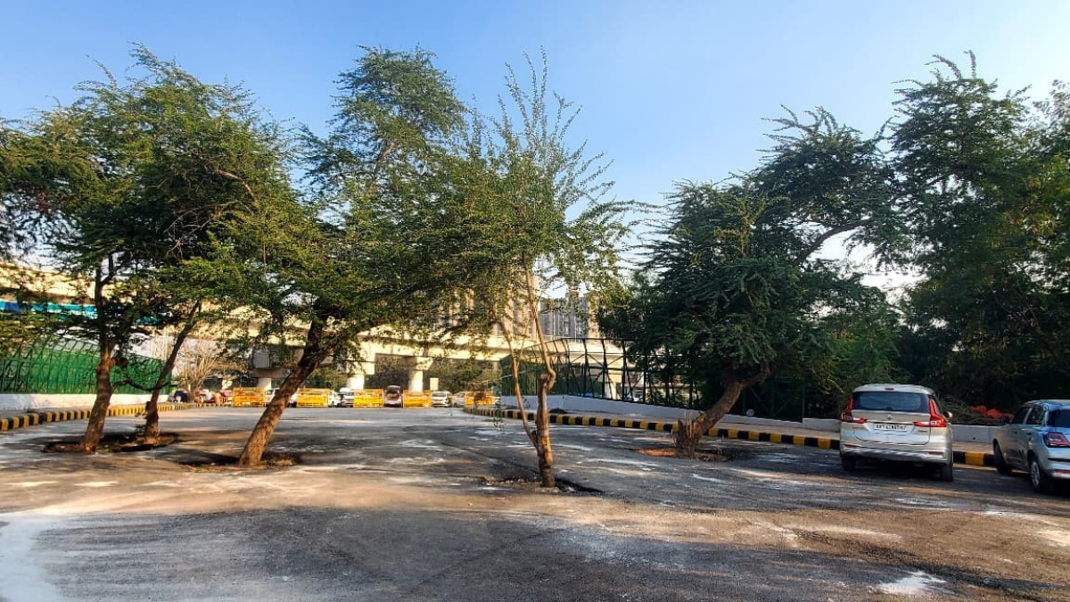 delhi traffic woes roadside trees cause accidents disrupt traffic