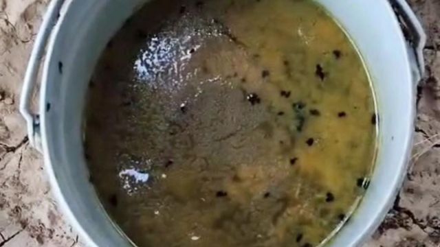 मिड-डे मील की दाल में मिले कीड़े, बच्चों को परोसा जा रहा घटिया भोजन; ग्रामीणों ने लगाए गंभीर आरोप
