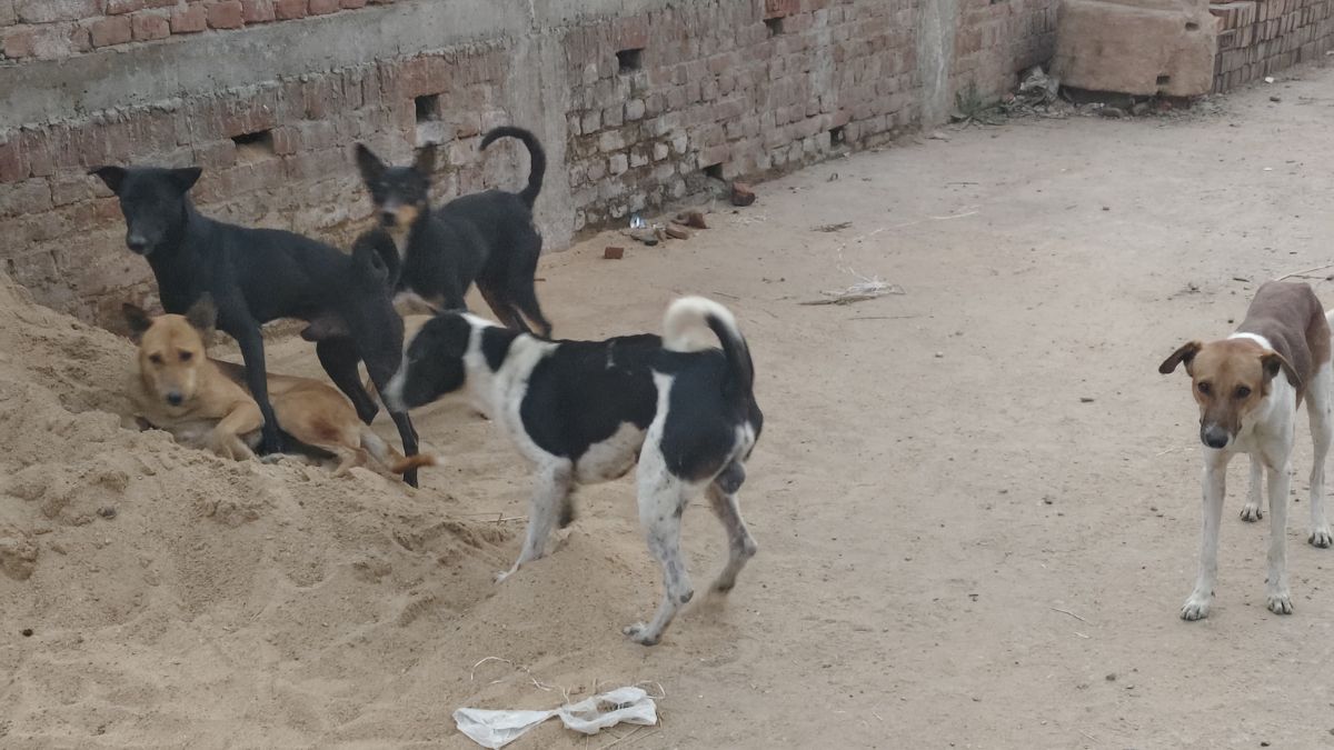 stray dog menace in kaimur attacks on people and animals rise
