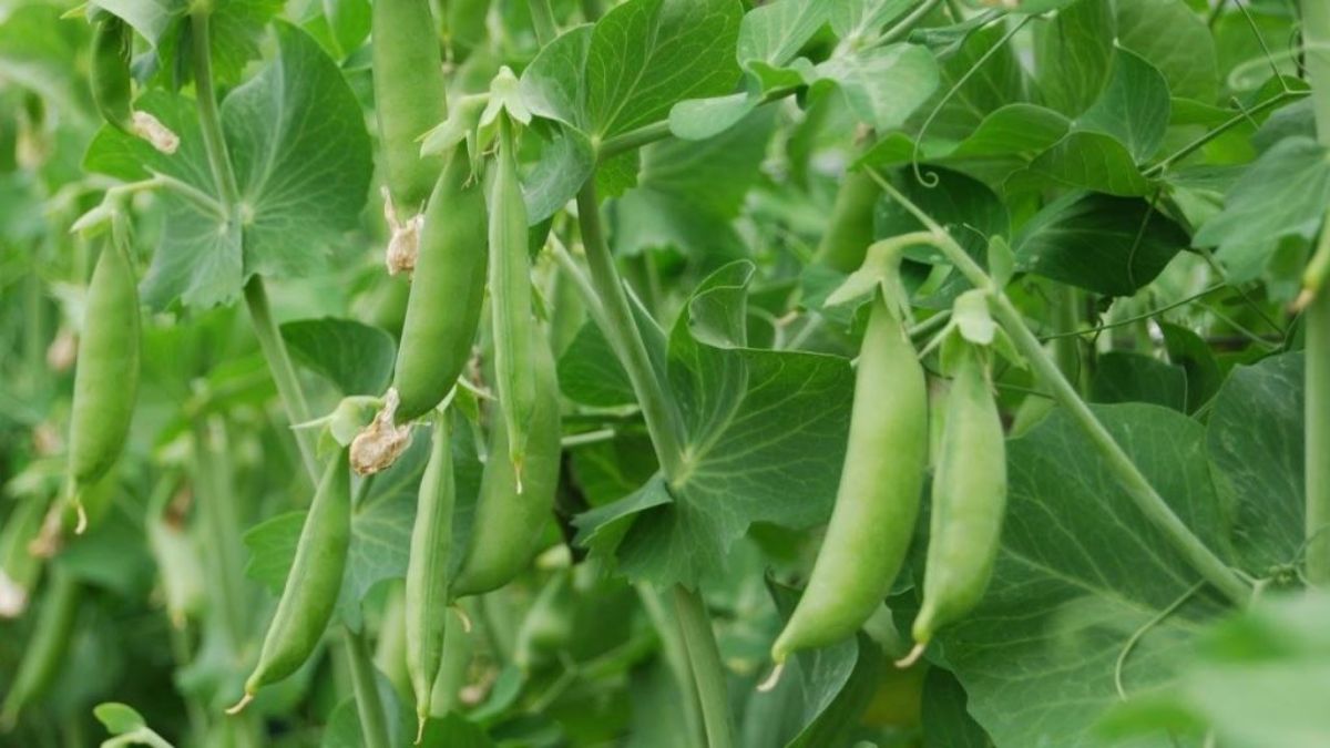 matar farming chaki farmers thrive with pea cultivation improved economy
