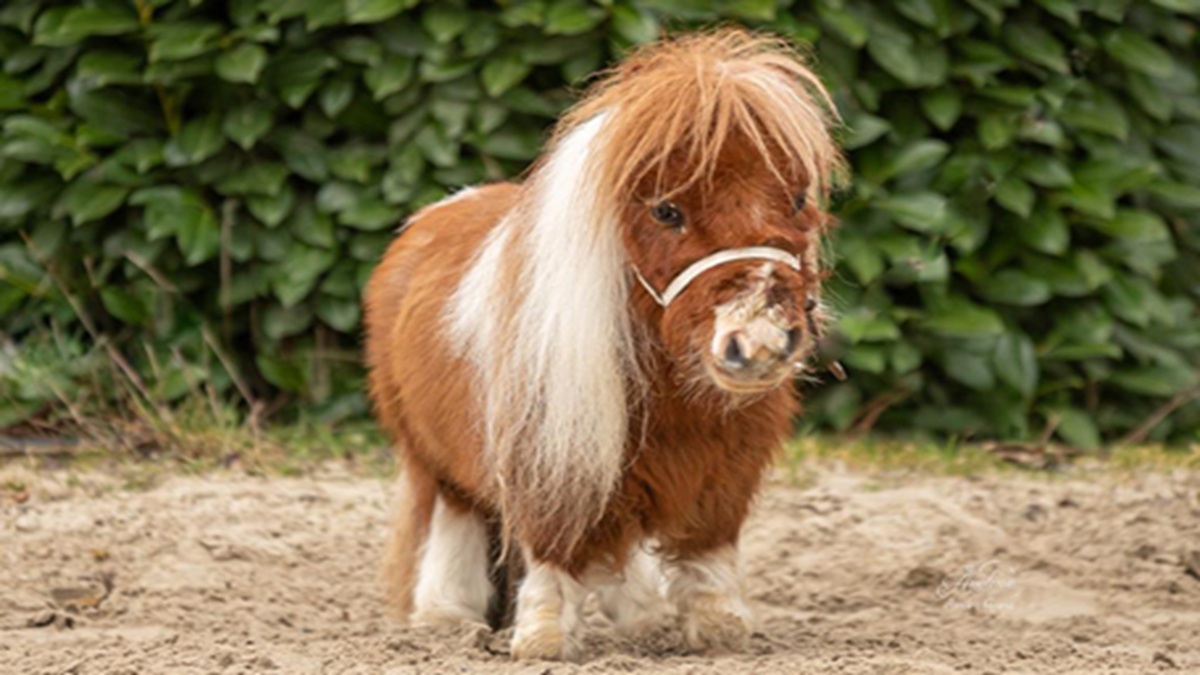 world smallest horse pumuckel sets guinness record