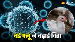 बर्ड फ्लू वायरस ने खोजा 'हाई-टेंपरेचर बाईपास' (Image Source: Freepik)