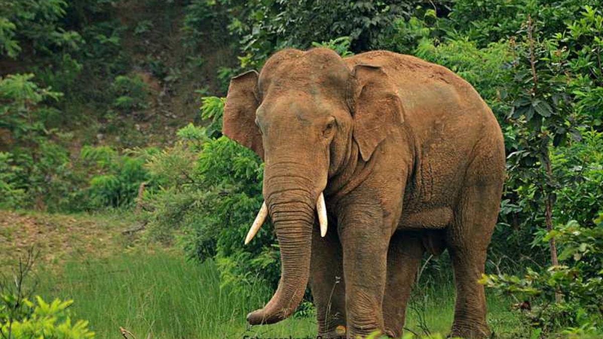 elephant goes on rampage in chhattisgarh crushes couple guarding paddy field