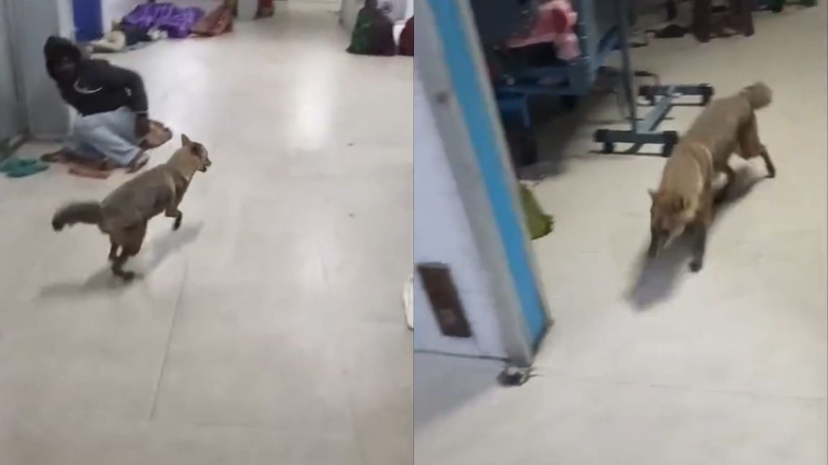 hc orders high level probe after jackal enters dhanbad hospital icu