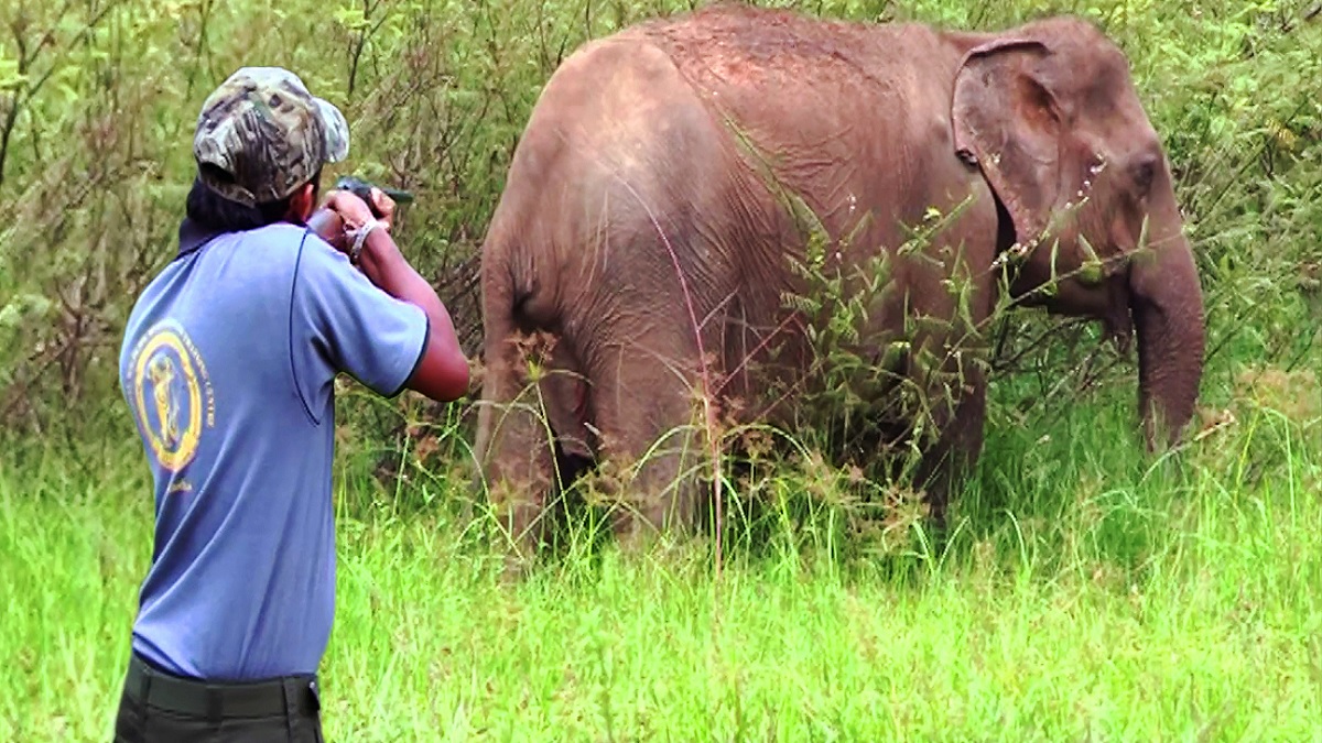 denmark supplies new elephant tranquilizer gun to bengal raising hopes for jharkhand