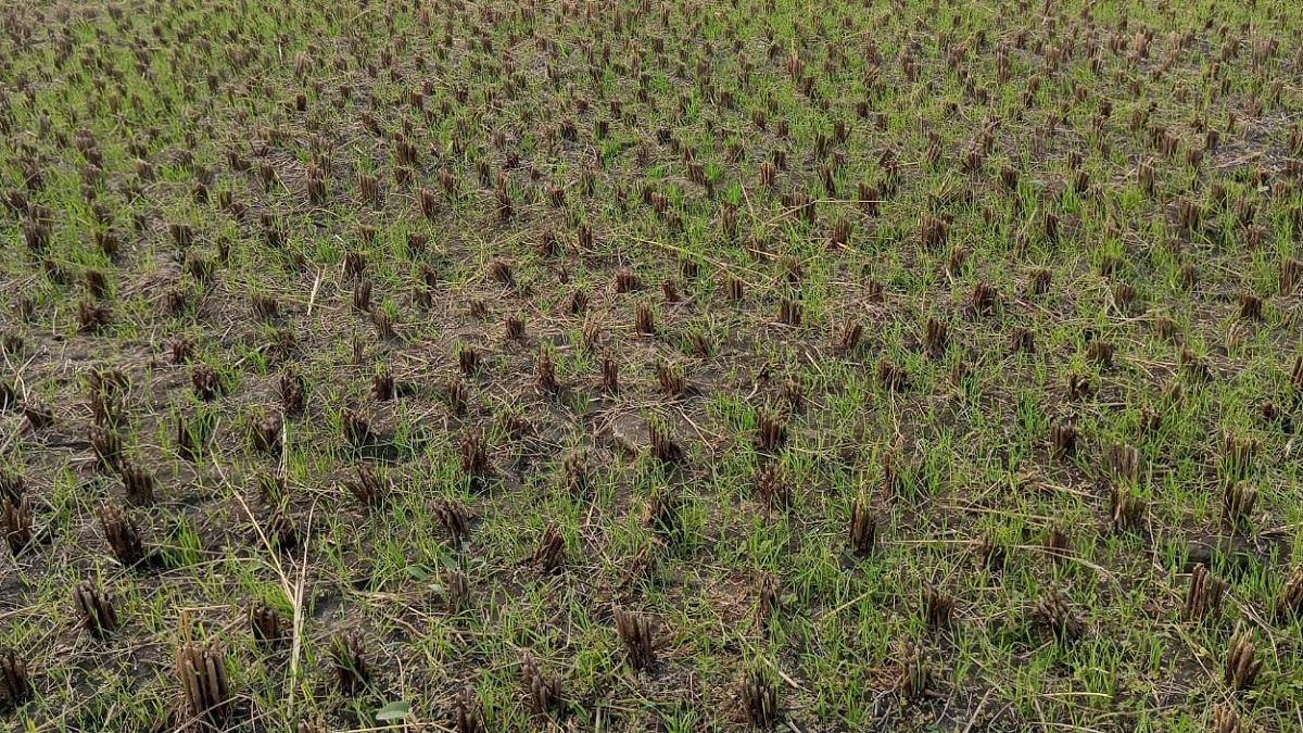 innovative wheat planting prayagraj farmers boost yields with new technique