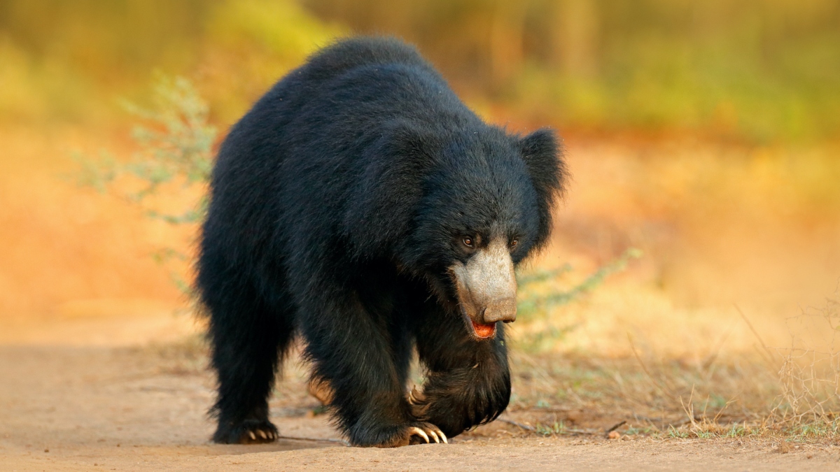 four sloth bears captured on camera in purulia bengal raising hopes for conservation
