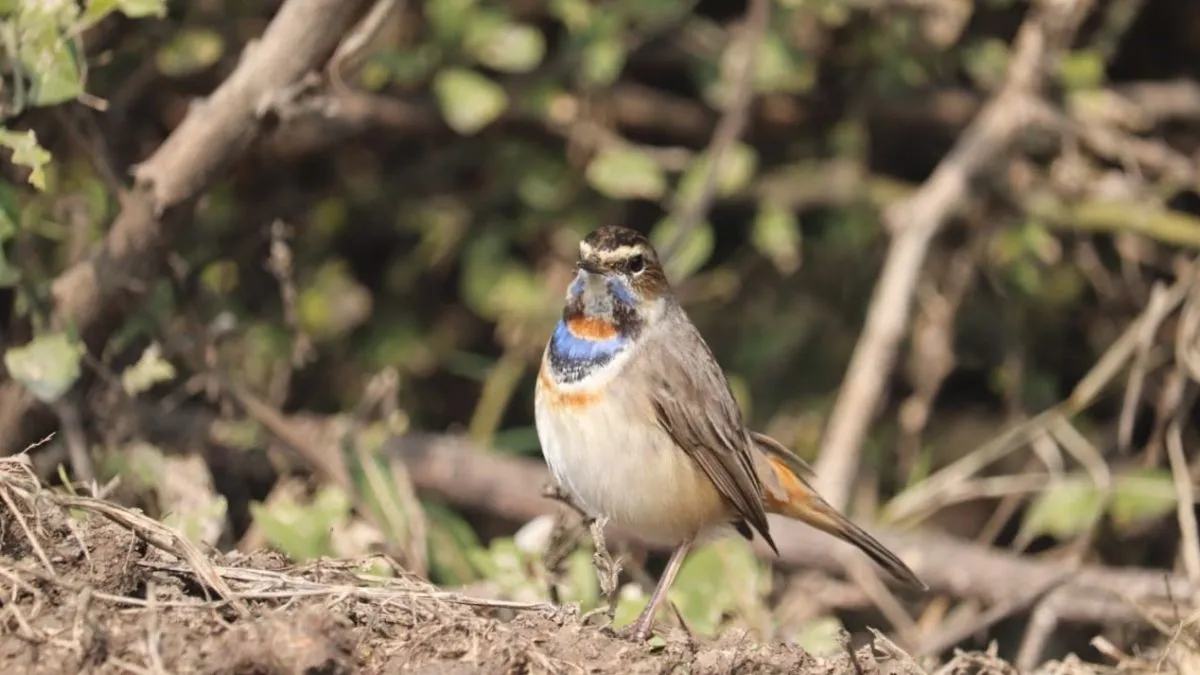 Bluethroat Bird: 10 ग्राम का नीलकंठी पक्षी, 10 हजार KM की हवाई उड़ान भरकर आगरा पहुंचा