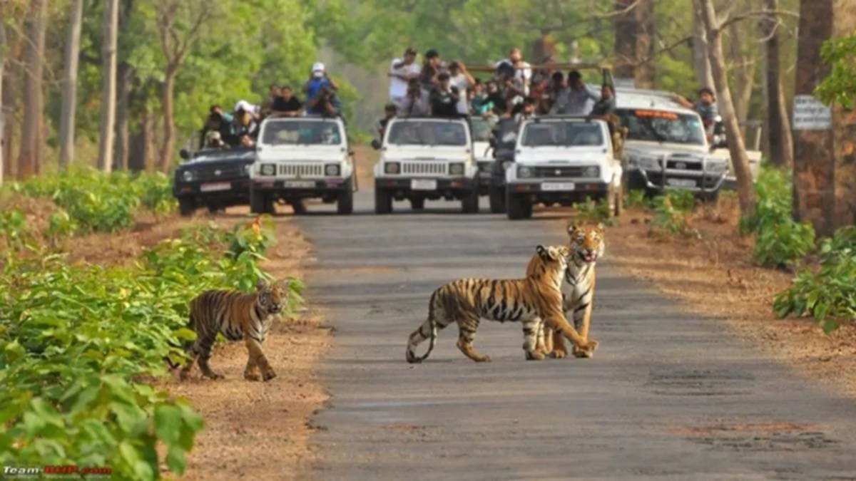 night safari in madhya pradesh tiger reserve buffer zone to be stopped from december 1