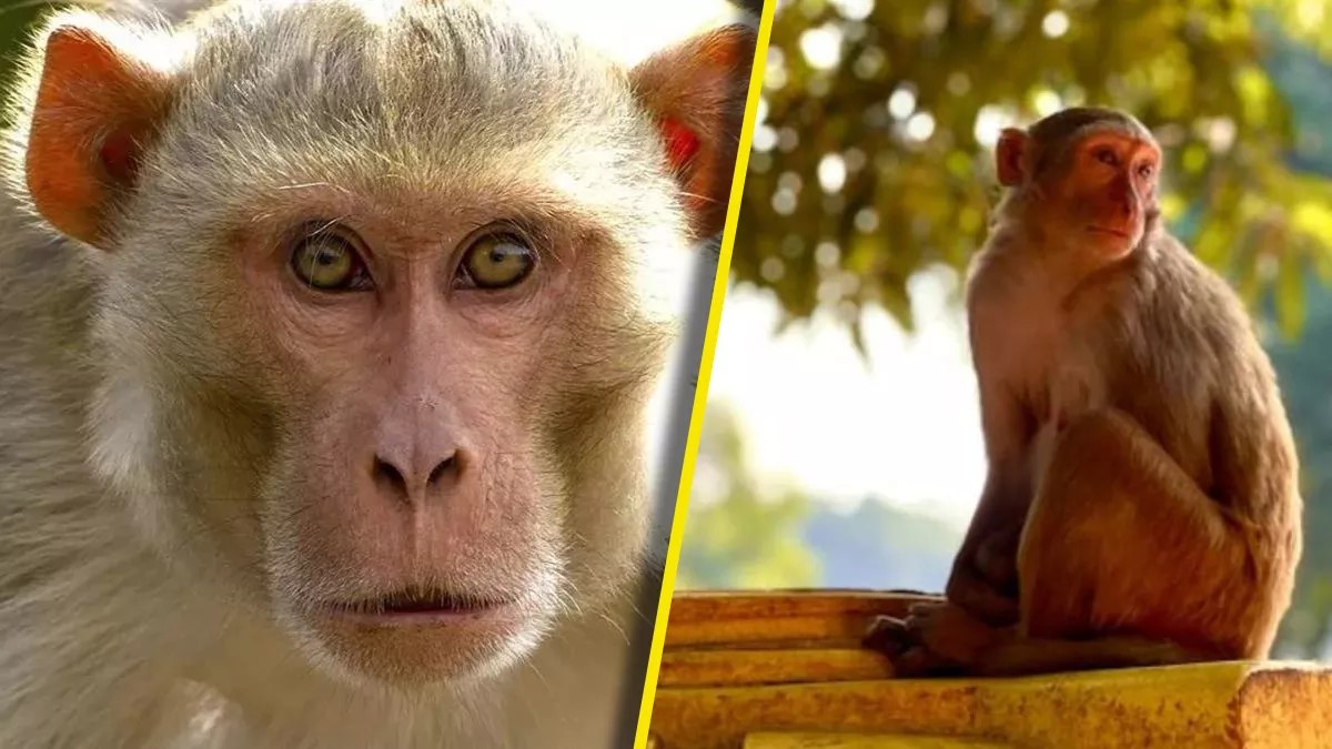 jaunpur elderly woman dies after fall while fleeing monkey