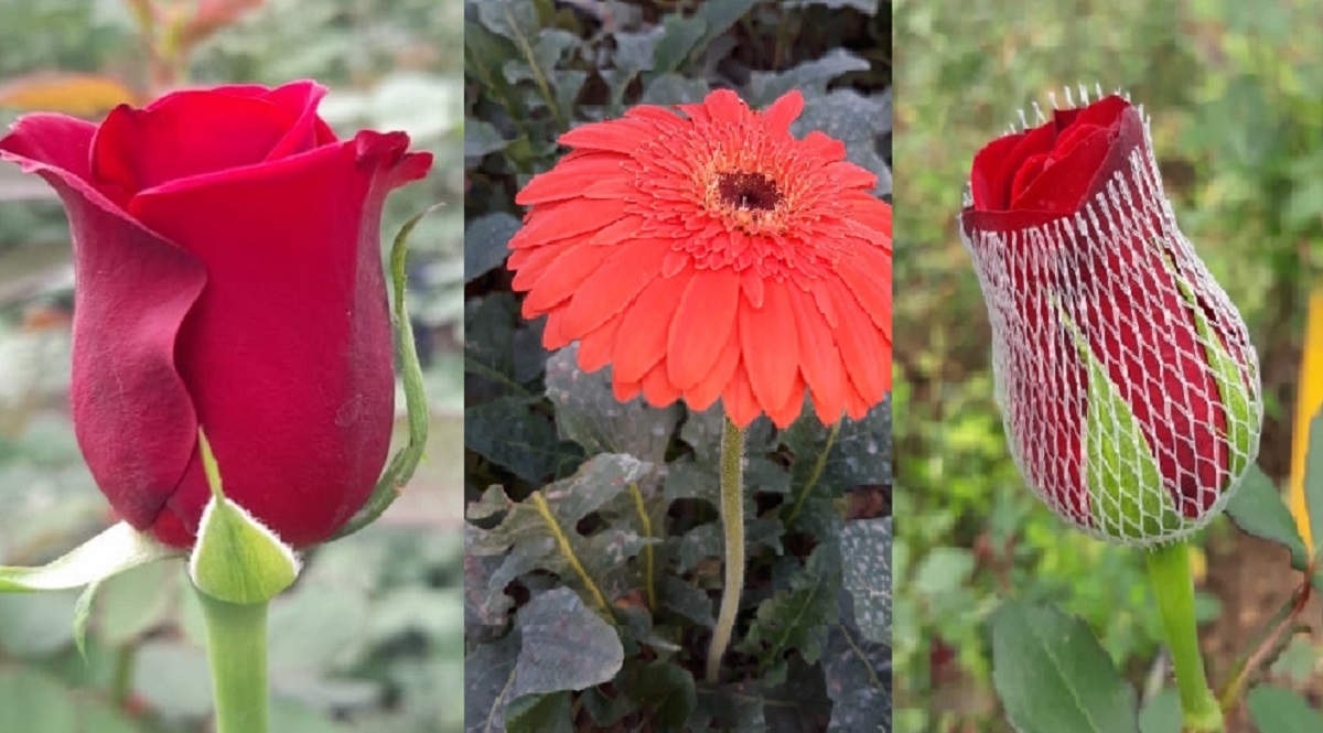 exotic flowers in western india highprofile youth cultivating with technology