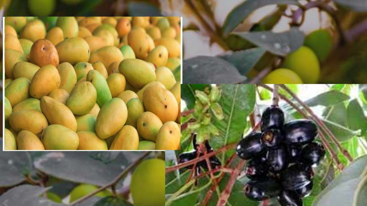 carbon credit scheme farmers to earn dollars planting trees