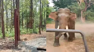 जंगल सफारी के दौरान एक हाथी पर्यटकों की जिप्सी के पीछे दौड़ पड़ा। जिप्सी ड्राइवर ने तेजी से गाड़ी चलाकर पर्यटकों को बचाया। वीडियो ग्रैब
