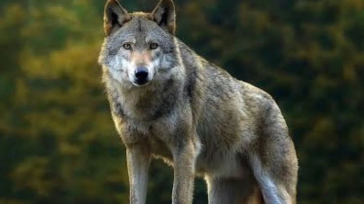 wolf attacks near bahraich city fear grips residents