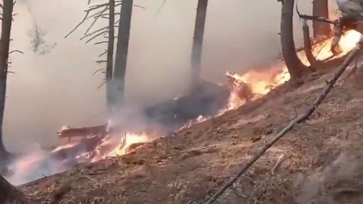 forest fire in gurez valley near the line of control remains unextinguished even on the fourth day damaging a large number of trees
