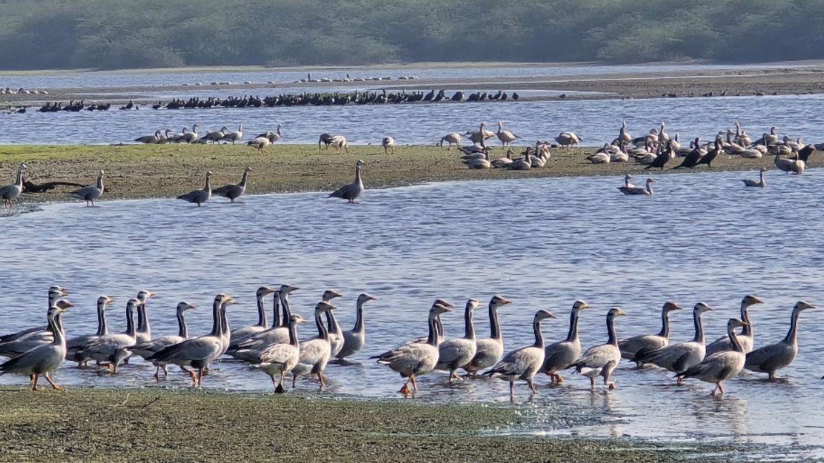 sur sarovar bird sanctuary is full of foreign birds thousands of birds have reached keetham lake