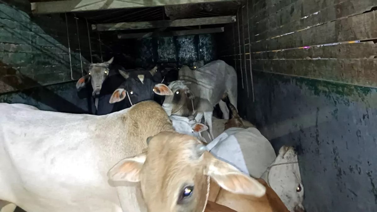 azamgarh cattle laden truck seized headed to bihar