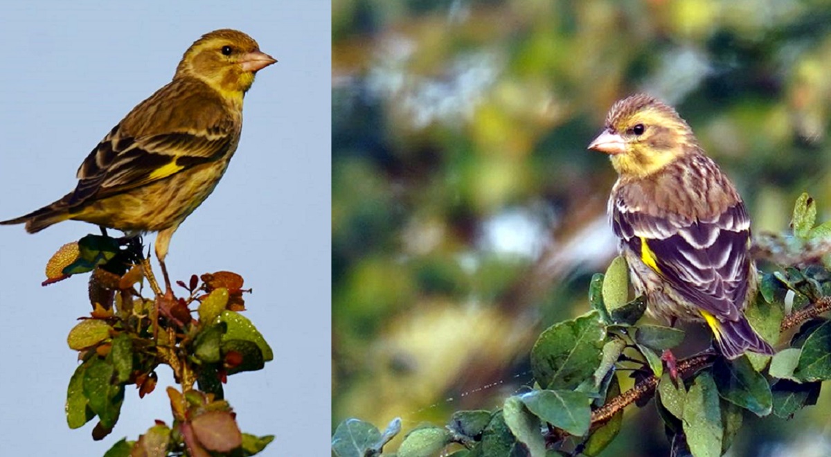 haiderpur wetland witness migratory birds in vibrant colors