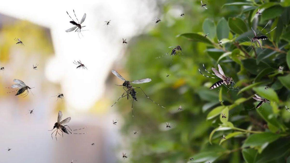 hawaii mosquito release drones fight avian malaria to save birds