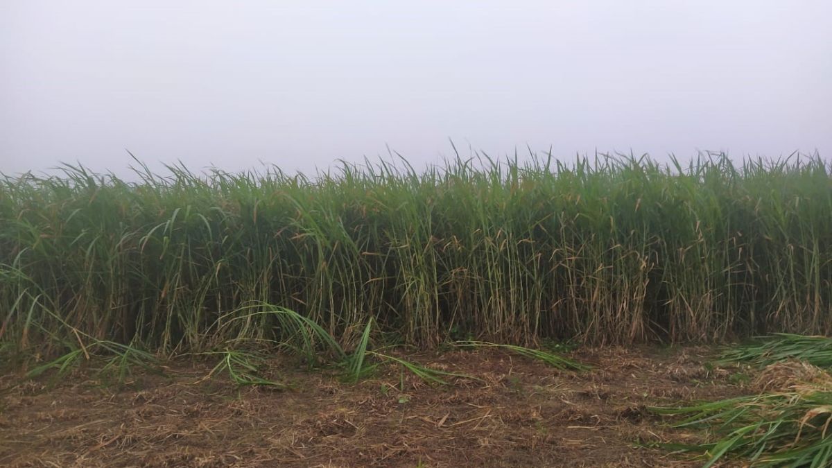 cng from crop residue bijnor to get biggest cbg plant