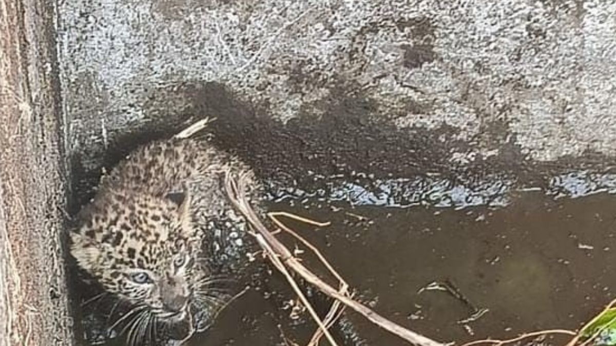 guldar cub rescued and reunited with mother in rishikesh