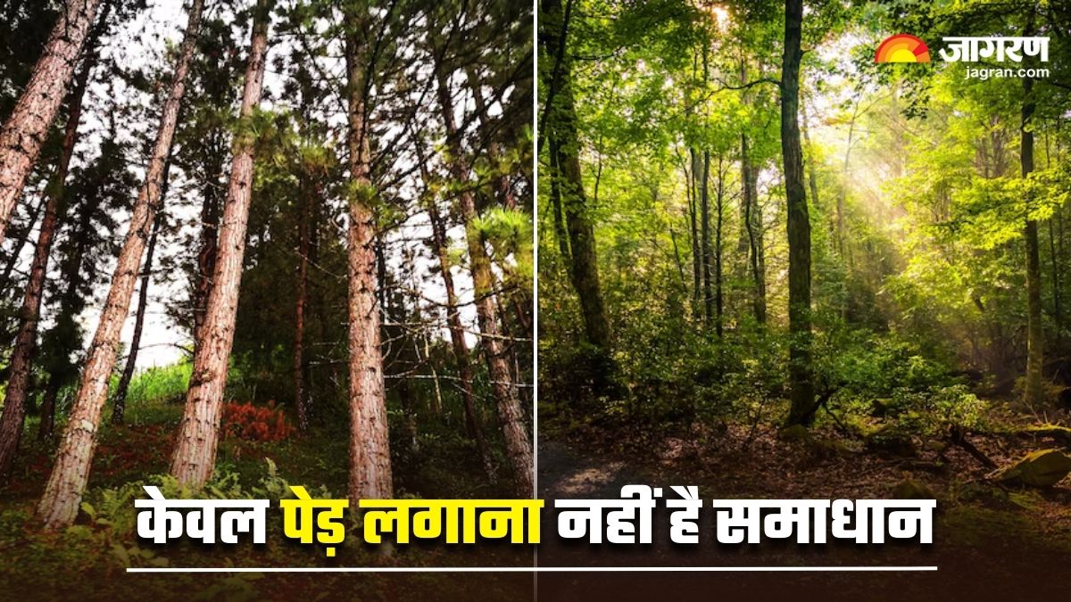 economic greed vs nature losing the balance of ecology