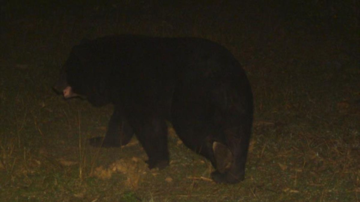 uttar pradesh najibabad forest to become new wildlife area 340sqkm tiger bear sighting