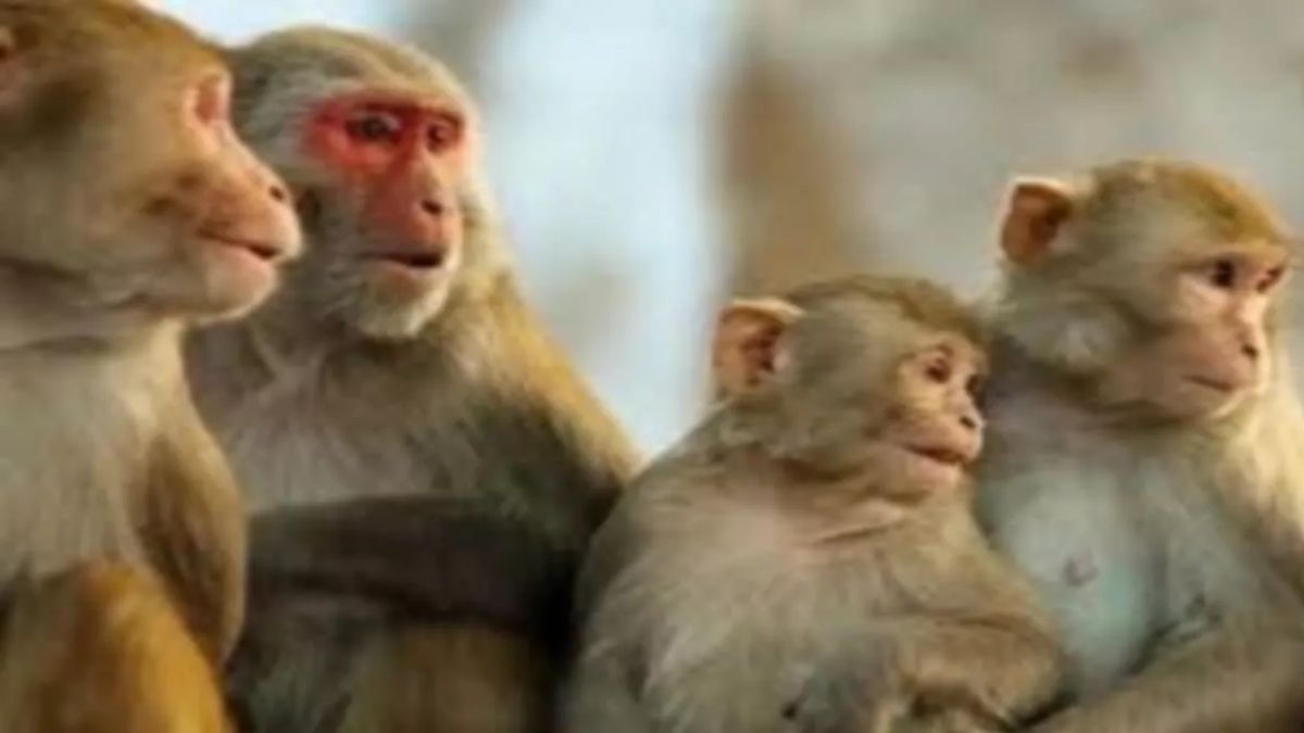 two more monkeys died in aata village a medical team arrived