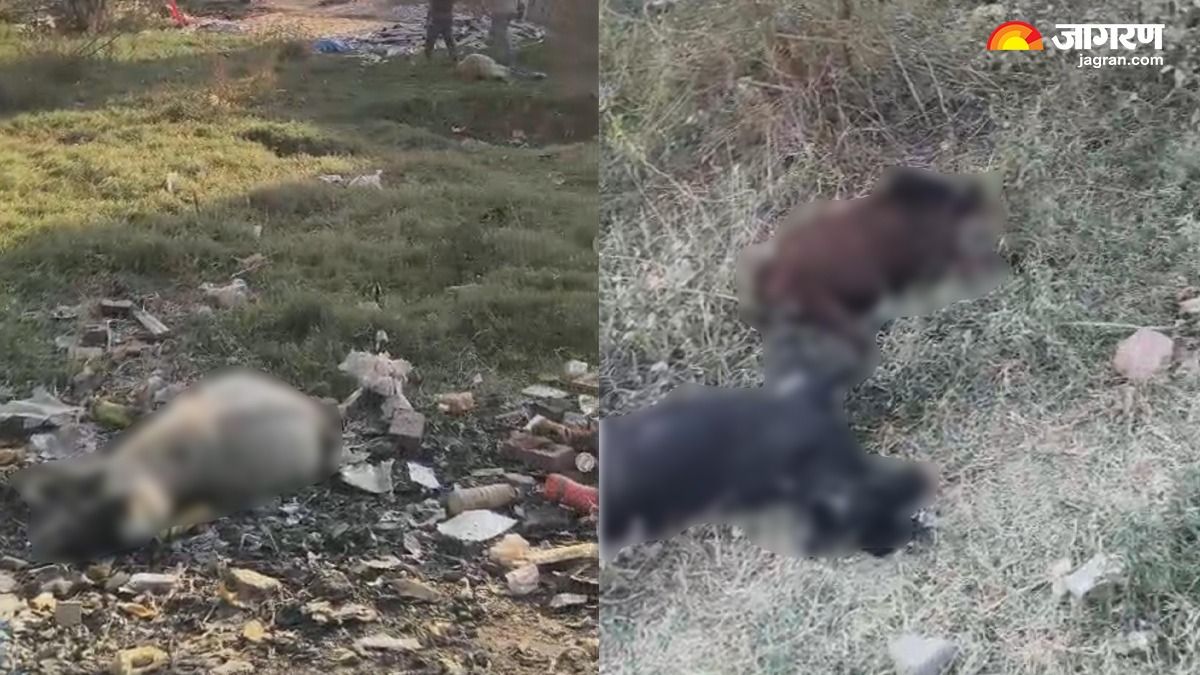 18 goats and sheep die after drinking contaminated water in sri muktsar sahib