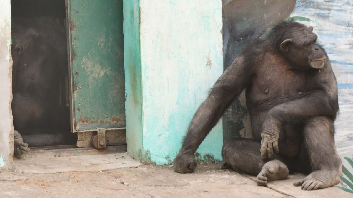 patna zoo animals winter care diet changes and special arrangements