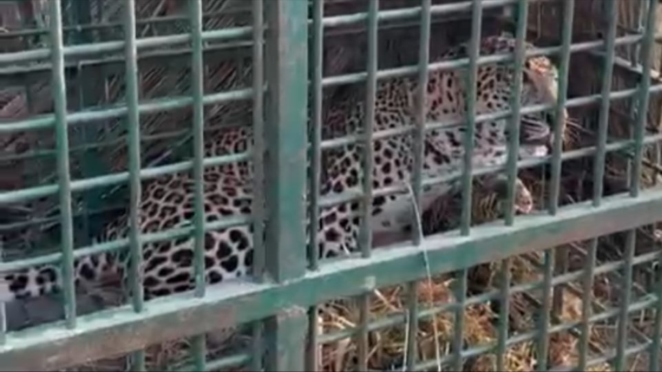 leopard captured in bahraich forest department action
