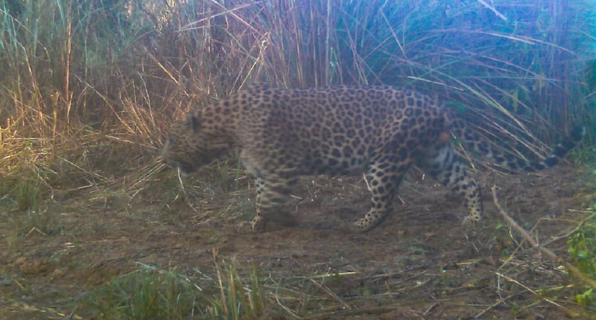 leopard sighted in chandigarh wildlife survey herpetofauna bird species identified