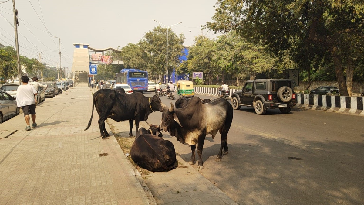 uncontrolled stray animal issue persists in west delhi
