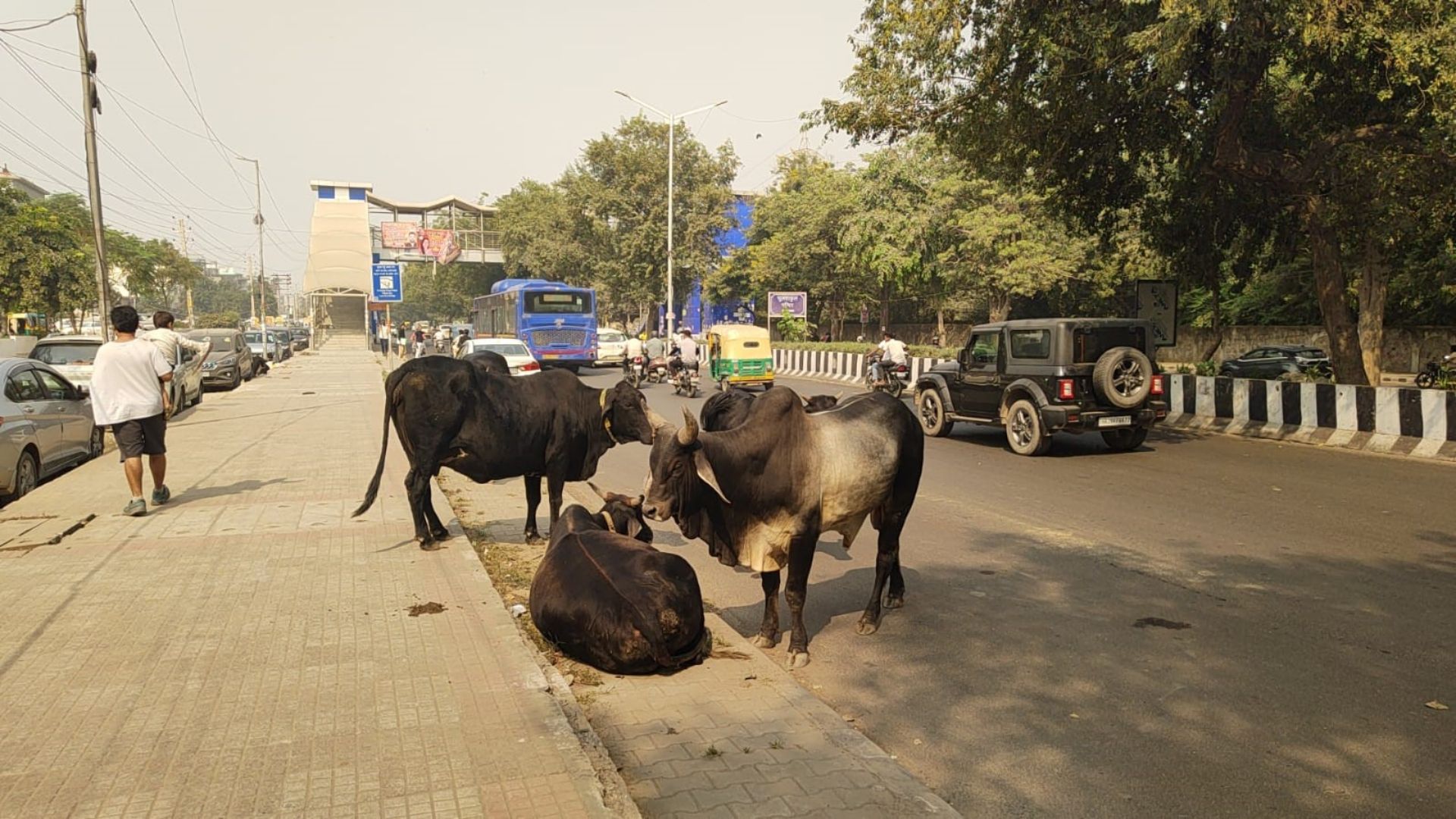 unattended animal issues persist in west delhi