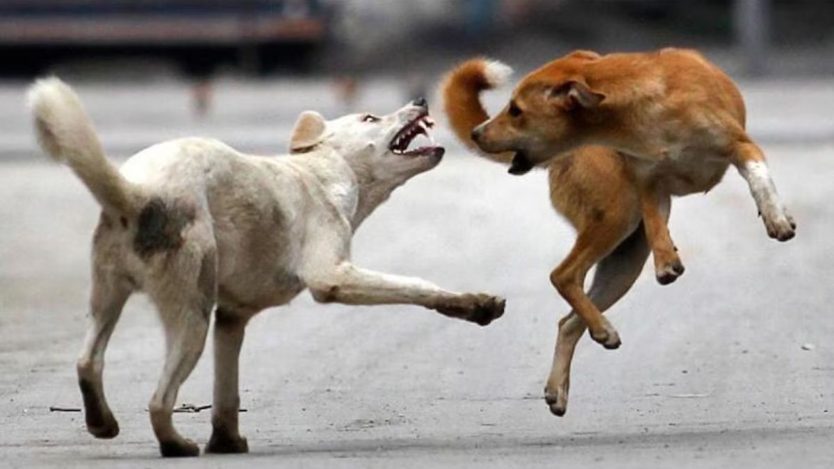 stray dog attack elderly women injured in thiruvananthapuram