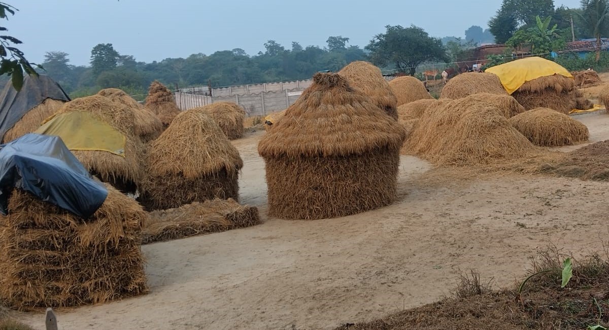 delayed paddy procurement in lampus farmers forced to sell cheap