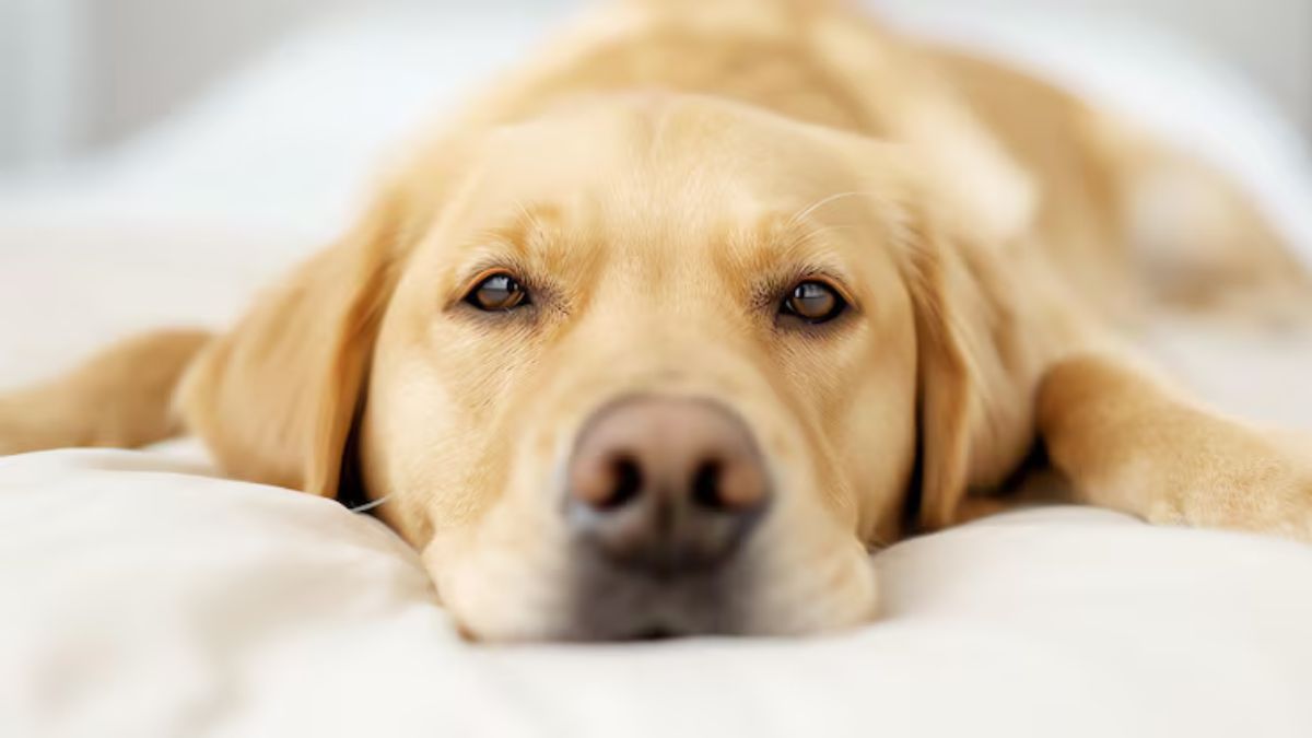 dogs show their love with these 5 actions humans mistakenly fail to understand