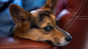 viral video dog driving government vehicle in district collectorate