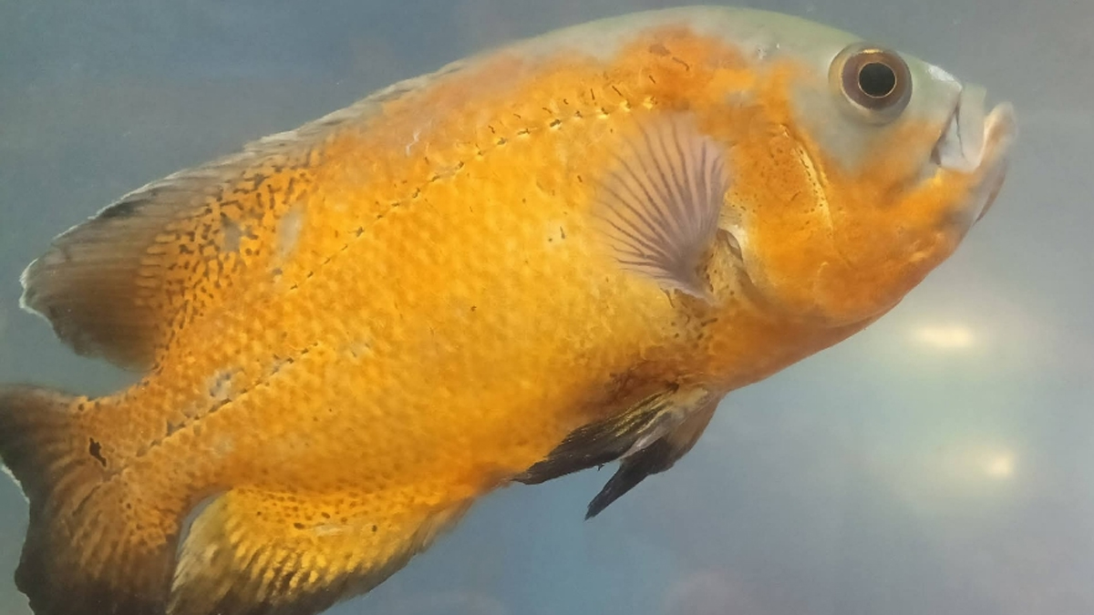 sonpur mela magical tunnel of colorful fish attracts tourists