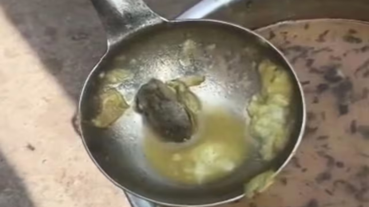 frog found in midday meal in gwalior school investigation ordered
