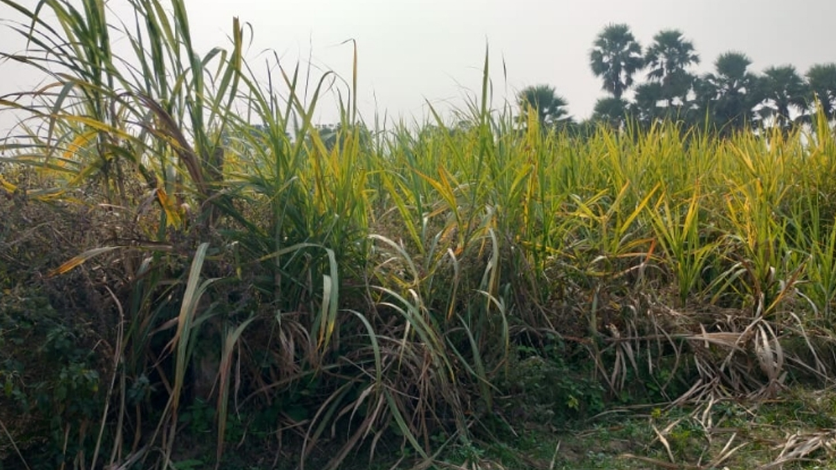 bihars sugarcane hub lost bihta sugar mill closure impact