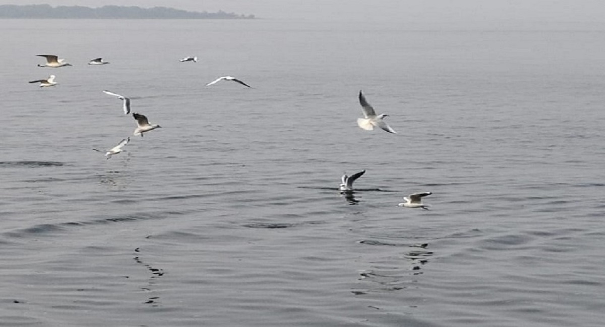 siberian birds arrive in chandil dam a tourist attraction