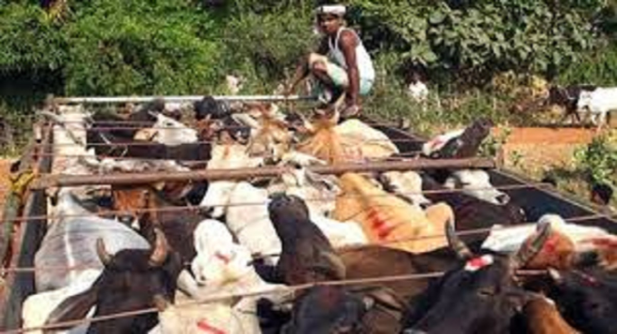 cattle smuggling network odisha jharkhand bengal east singhbhum corridor