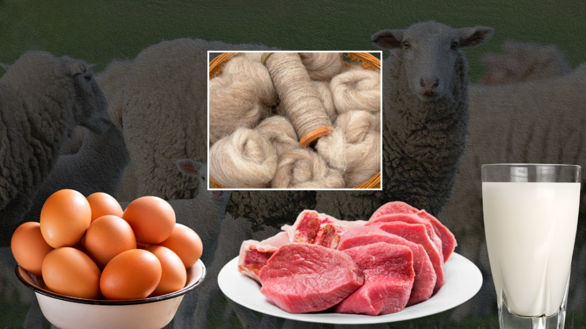 bihar records significant growth in milk egg and meat production