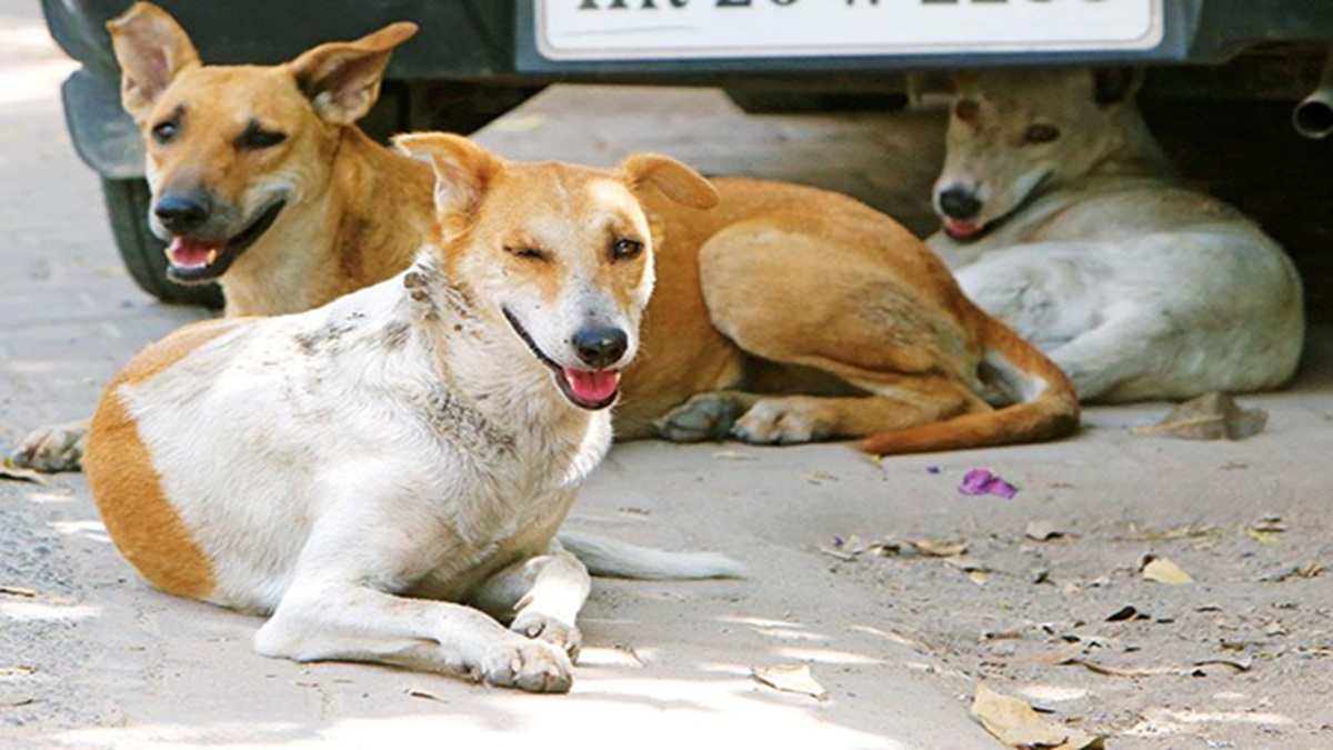 west bengal newborn abandoned on street stray dogs protect baby