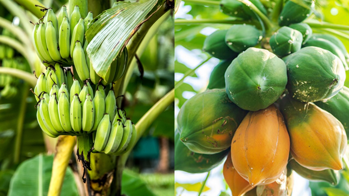 gopalganj banana and papaya farming to expand with 50 seed subsidy